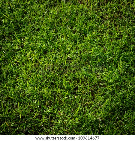 Green Grass Surface