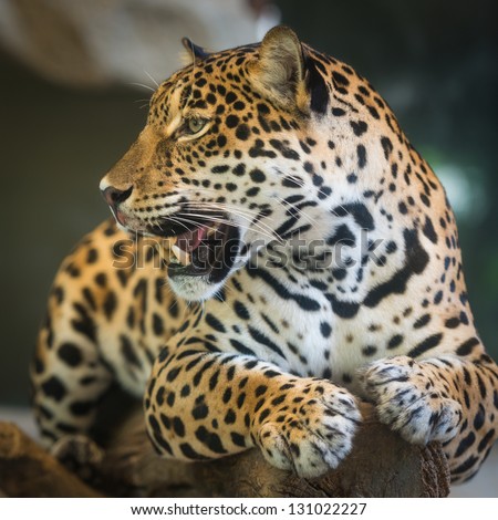 Jaguar Jaguar