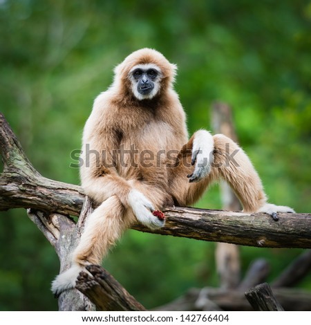 White Cheeked Gibbon or Lar Gibbon White Cheeked Gibbon or Lar Gibbon