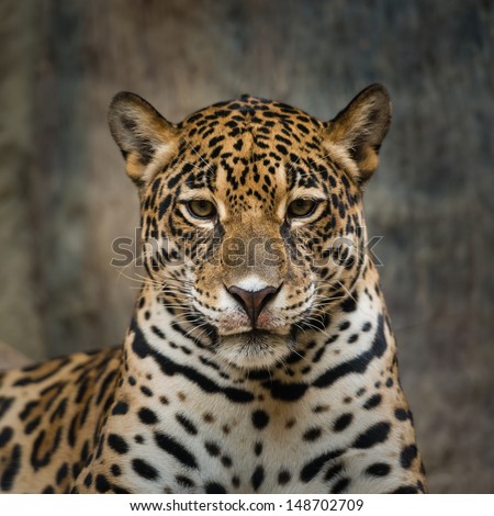 Jaguar Jaguar