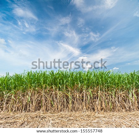 Sugar cane field with sky