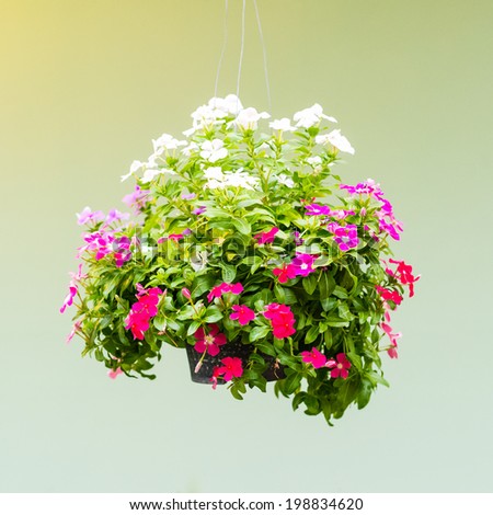 hanging basket of flowers