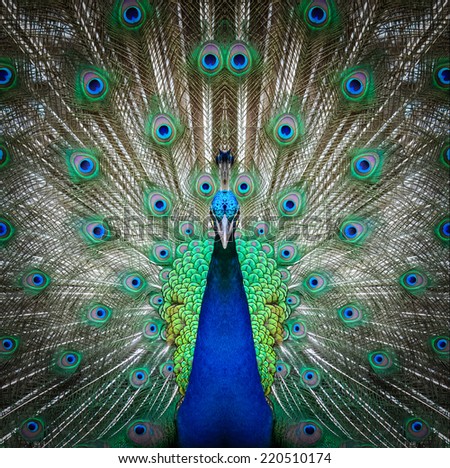 peacock face close up peacock face close up
