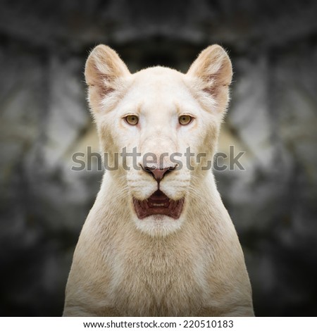White lion face close up