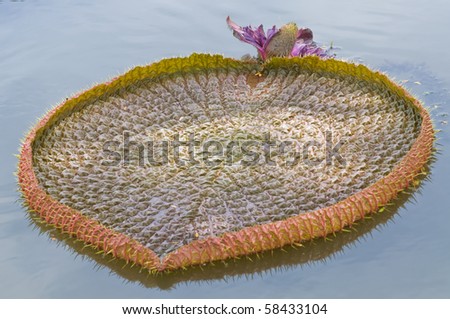 Giant leaf of water lily look like heart