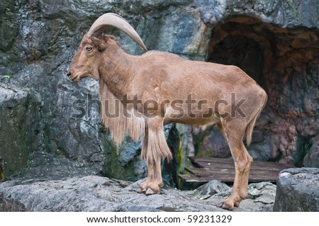 brown mountain goat