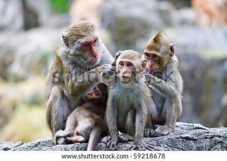 Family Of Monkeys