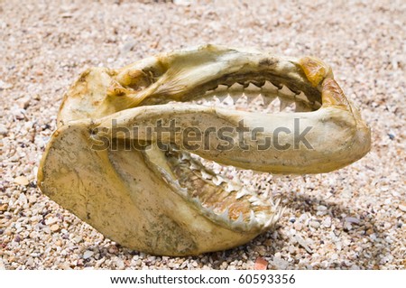 Shark head bone
