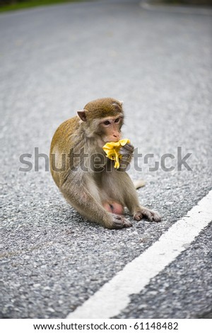 pics of monkeys eating bananas. stock photo : monkey eating