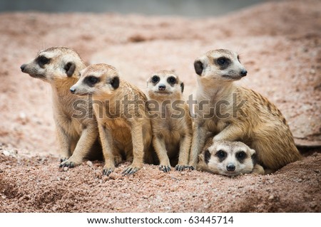 family of meerkats