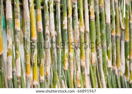 Bamboo Wall Texture