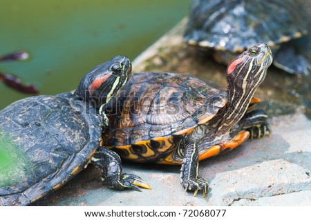Two Box Turtle (Terrapene carolina)