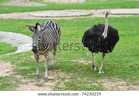 Ostrich And Zebra