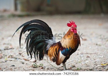 Photographs Of Roosters