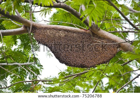 Honeybee swarm hanging from a branch