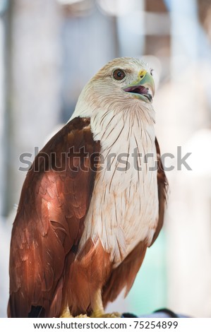 Brahminy Kite (Red-backed Sea Eagle)