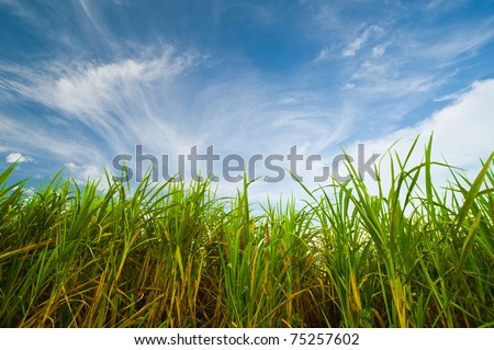 Sugar cane with blue sky