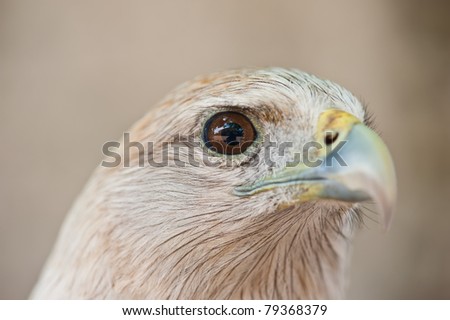 Eye of Brahminy Kite (Red-backed Sea Eagle)