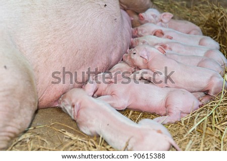 Momma Pig