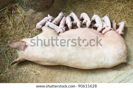 Momma Pig