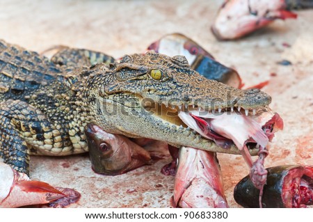 Crocodile eating fish