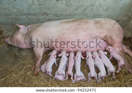 pig breast feeding