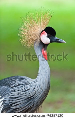 Grey Crowned Crane (Balearica regulorum) head in profile