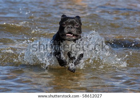 French bulldog running in the water