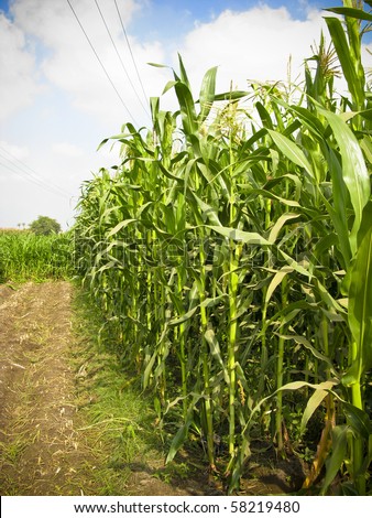 Green corn field in a village near Cairo, Egypt