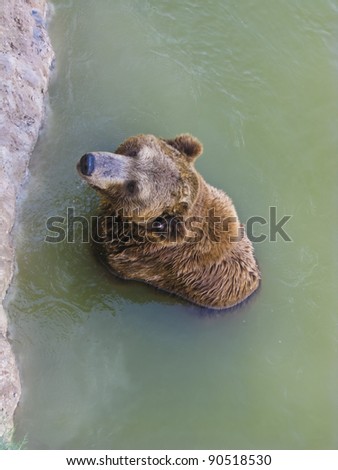 Brown bear looking for the food inside his home in the zoo