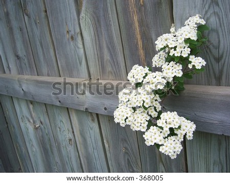 Flowering plant crawling its way through the fence from neighbor\'s garden