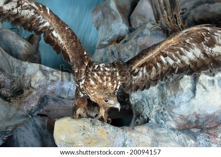 Stuffed bird of prey with widely spread wings.A museum exhibit
