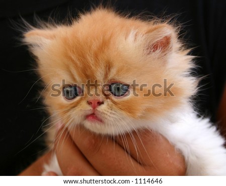 Cute ugly kitten