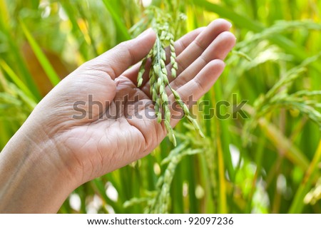 Closeup rice on hand up in paddy