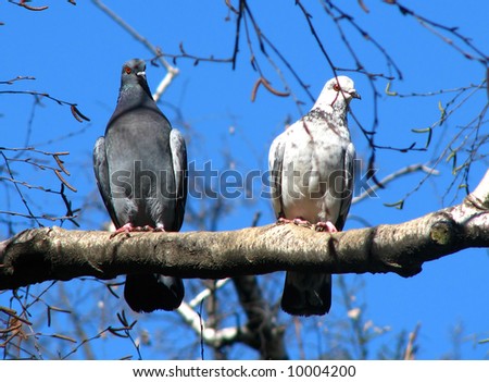 pigeon tree