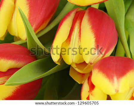 tulips texture