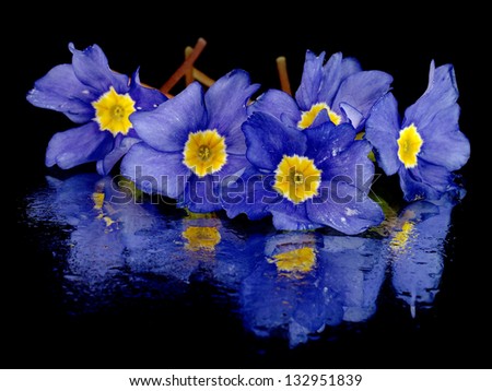 blue primula flowers on a black background with water drops