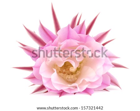 Pink flower of the cactus on a white background