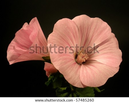 pink flower on the dark grey background