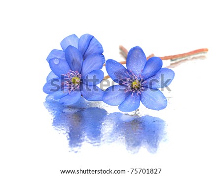 Hepatica Florist