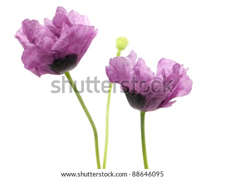 Purple Poppy Flowers