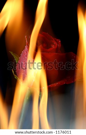 Rose in tongues of flame