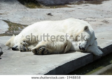 The she-bear and the bear cub sleep