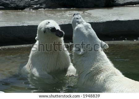 The she-bear and the bear cub play to water