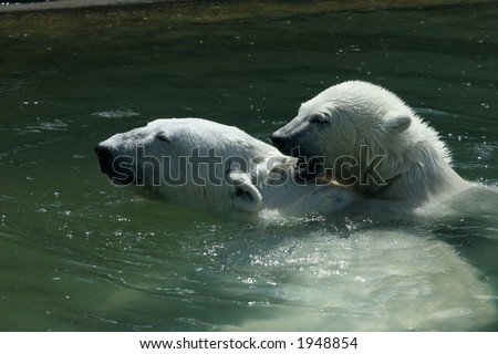 The she-bear and the bear cub play to water