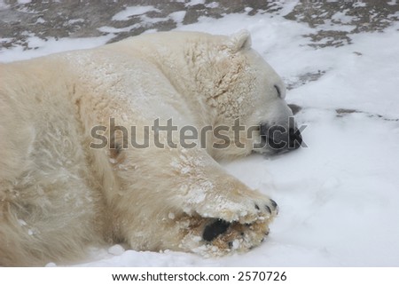 The polar bear cub sleeps