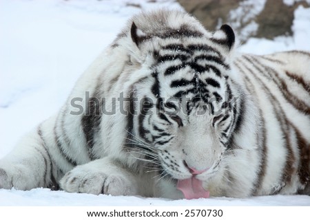 baby white tiger wallpaper. white-tiger-face-wallpaper