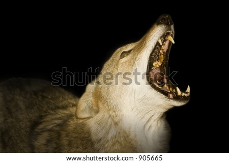 Red wolf howling in the darkness.