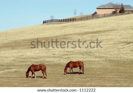 Horses Feeding in a Farm