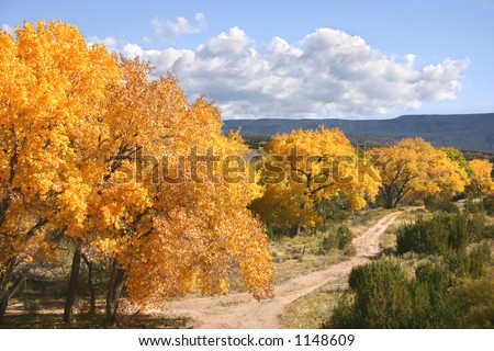 Cottonwood trees in fall color along highway 4 through the Jemez mountains of central New Mexico.